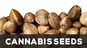 Cannabis-Seeds