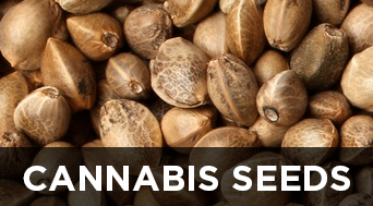 Cannabis-Seeds